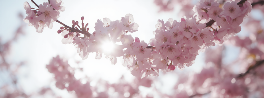 cerisier en fleurs