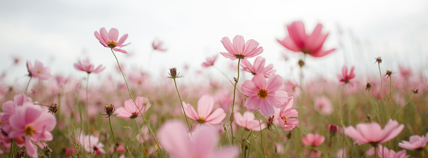 champs de cosmos